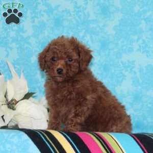 Caramel, Toy Poodle Puppy